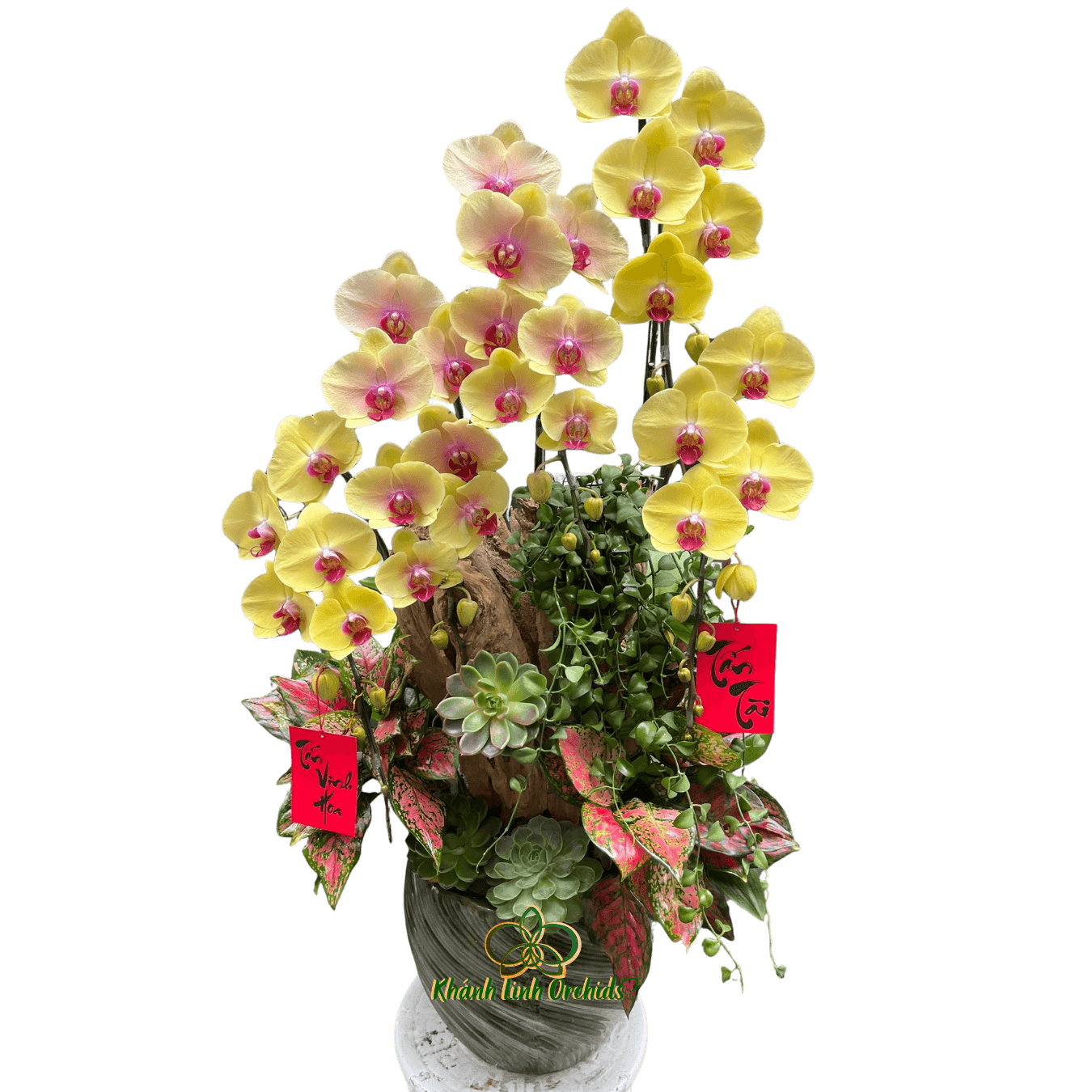 Lan Hồ Điệp Vàng Thác Đổ 5 Cành - HDV105 - Xuân Yên Vui