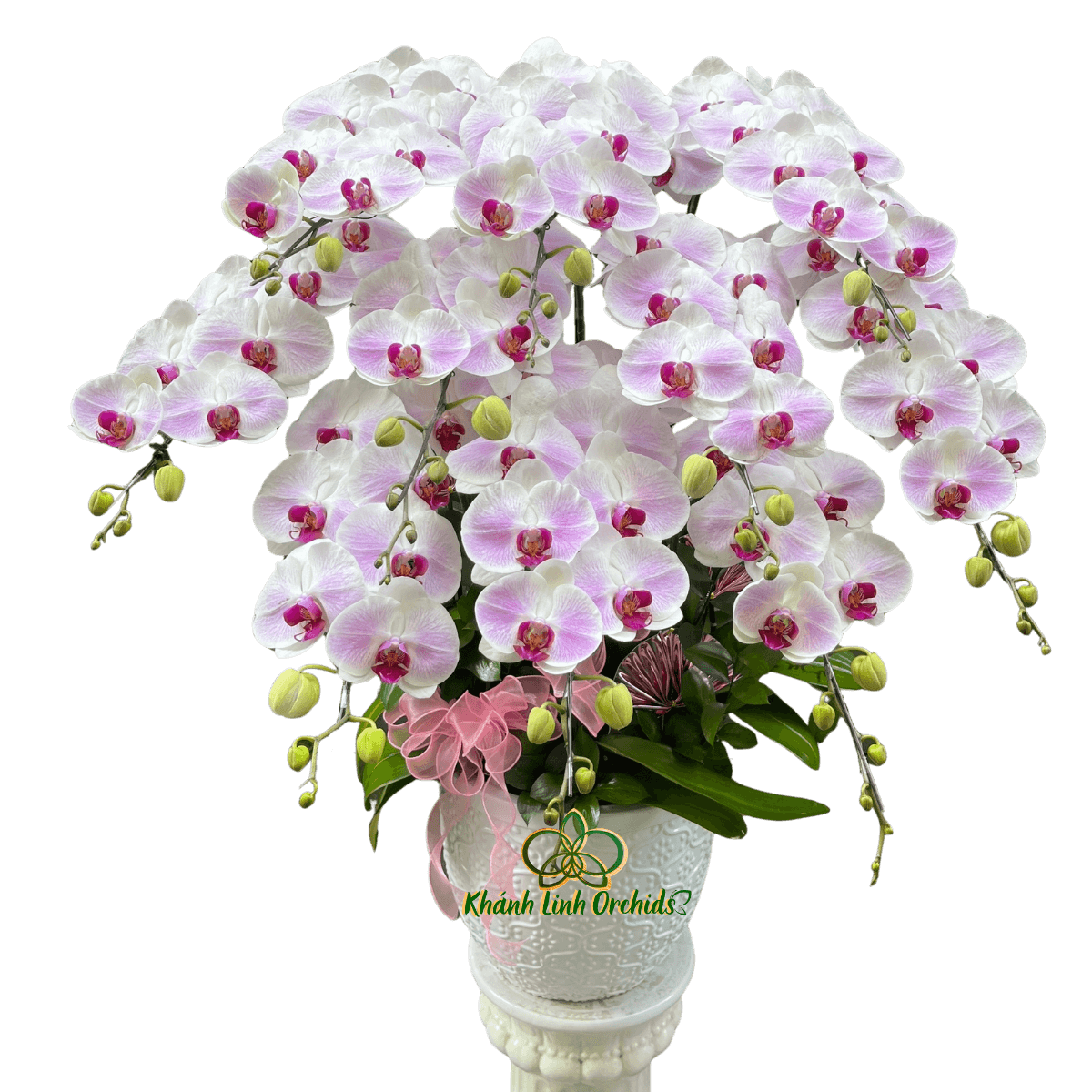 Lan Hồ Điệp Trắng Phớt Hồng 10 Cành - HDW065