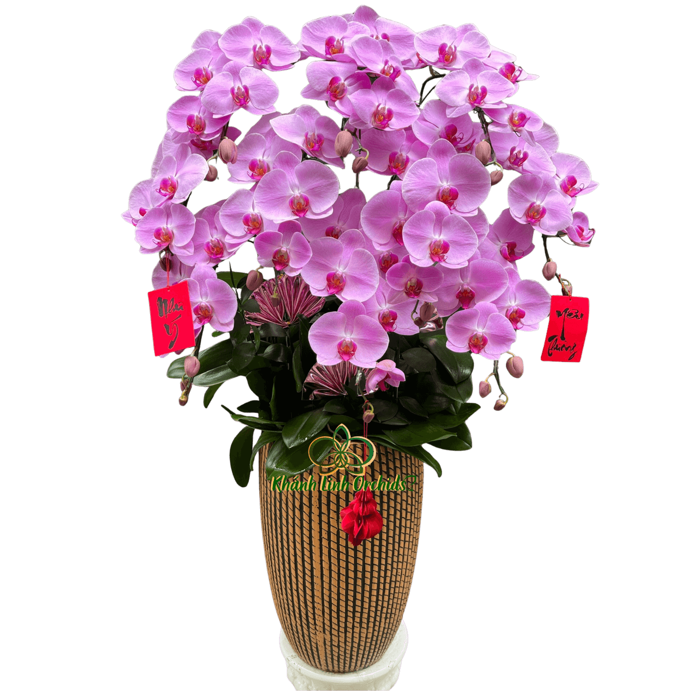Lan Hồ Điệp Hồng CL243 10 Cành - HDH074 - Phát Tài Phát Lộc