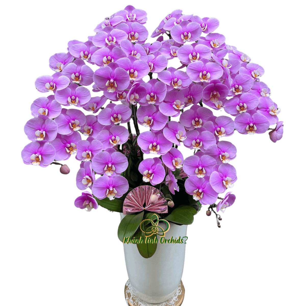 Lan Hồ Điệp Hồng Anna Sinh Nhật 7 Cành - HDH064