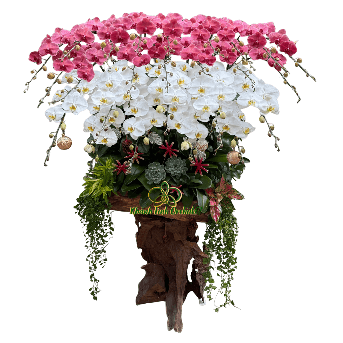 Lan Hồ Điệp Lũa Gỗ Trắng Phối Đỏ Cam 25 Cành - DS047