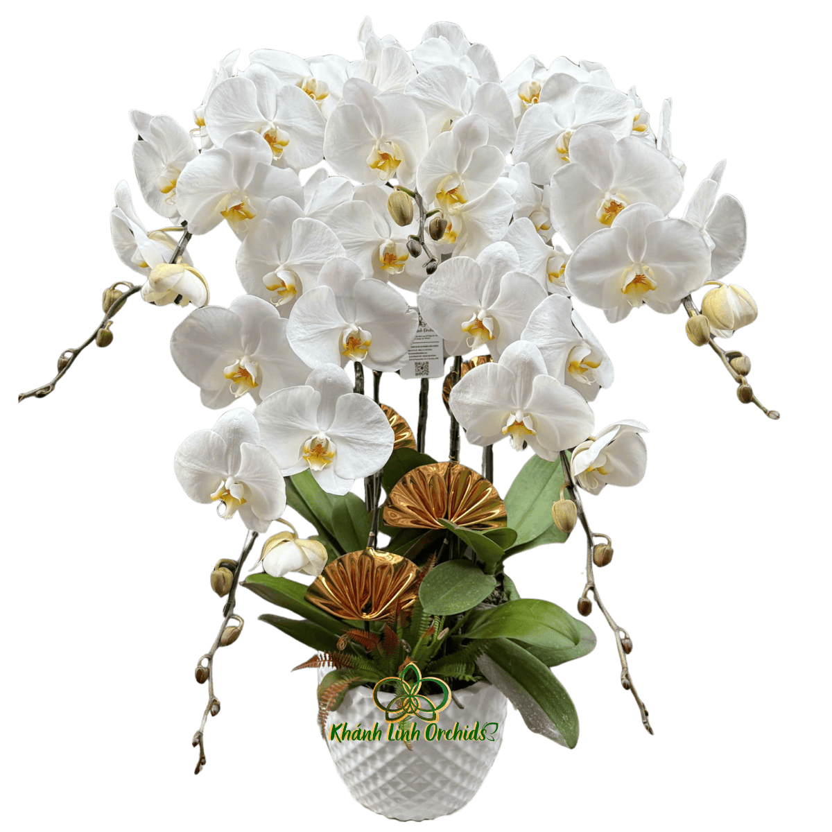 Lan Hồ Điệp Trắng 5 Cành - HDW061