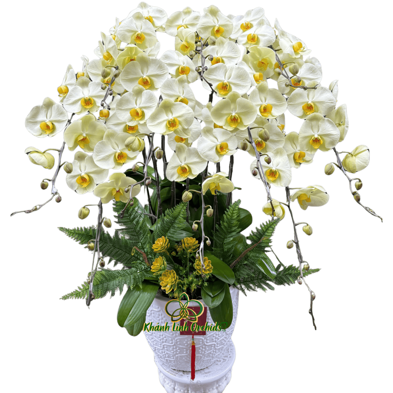 Lan Hồ Điệp Xanh Bơ 10 Cành - HDX029