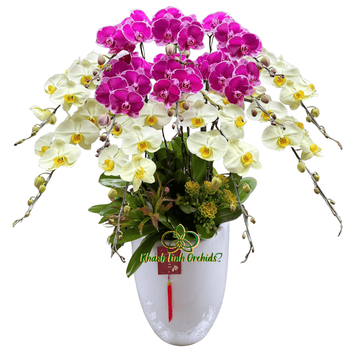 Lan Hồ Điệp Tím Đột Biến Phối Xanh Bơ 12 cành - DS073