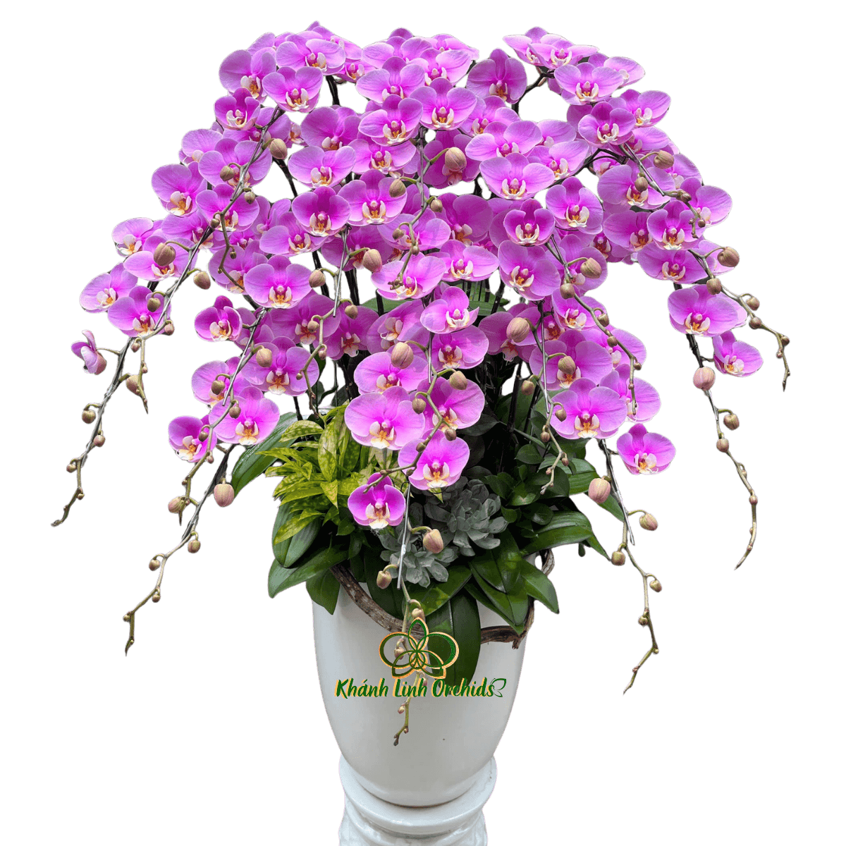 Lan Hồ Điệp Hồng Anna 15 Cành - HDH079