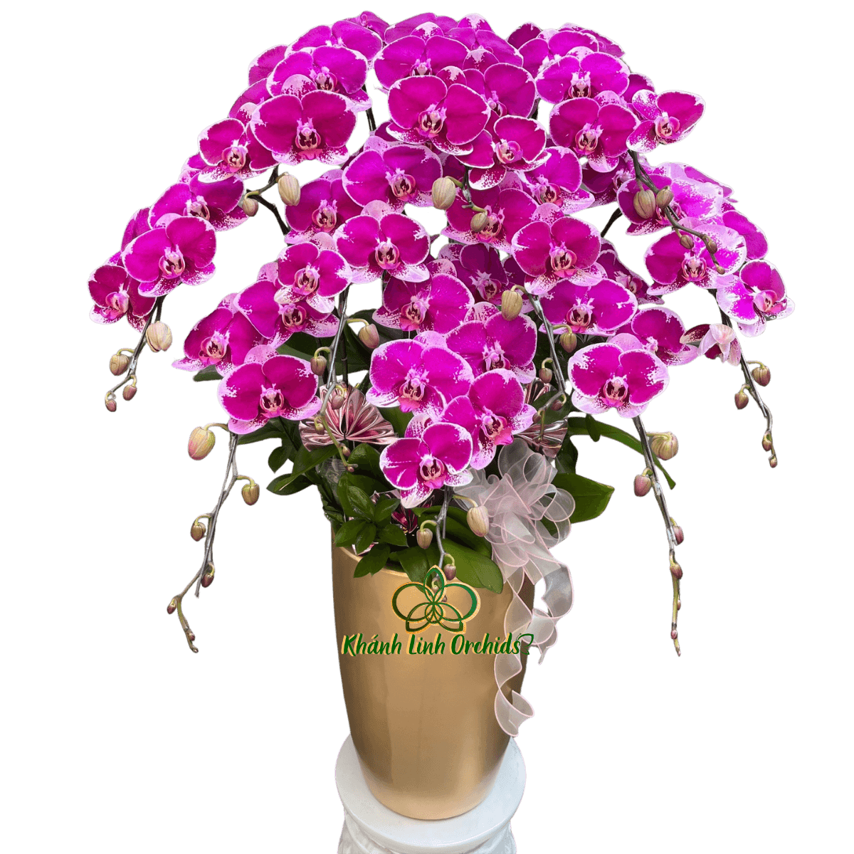 Lan Hồ Điệp Tím Đột Biến 10 Cành - DB050