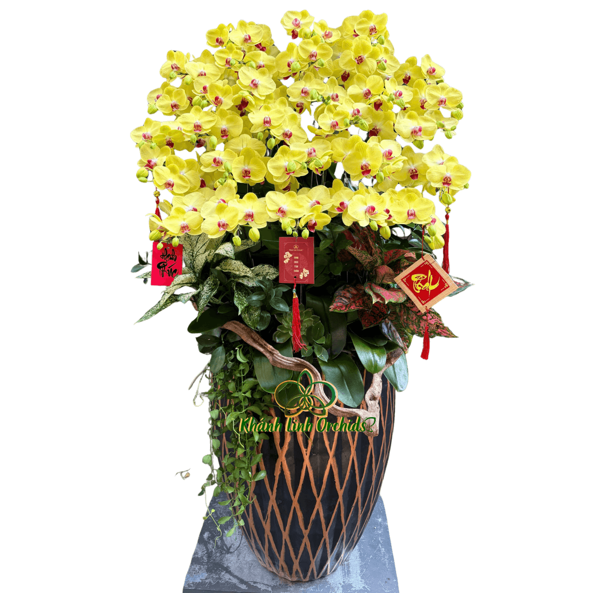 Lan Hồ Điệp Vàng Chanh 30 Cành - HDV107