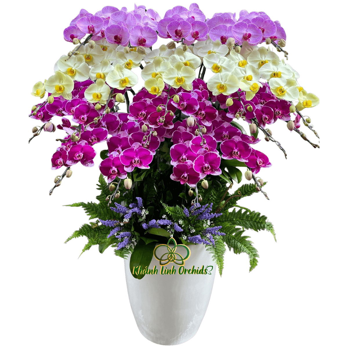 Lan Hồ Điệp Phối 3 Màu 20 Cành - DS074