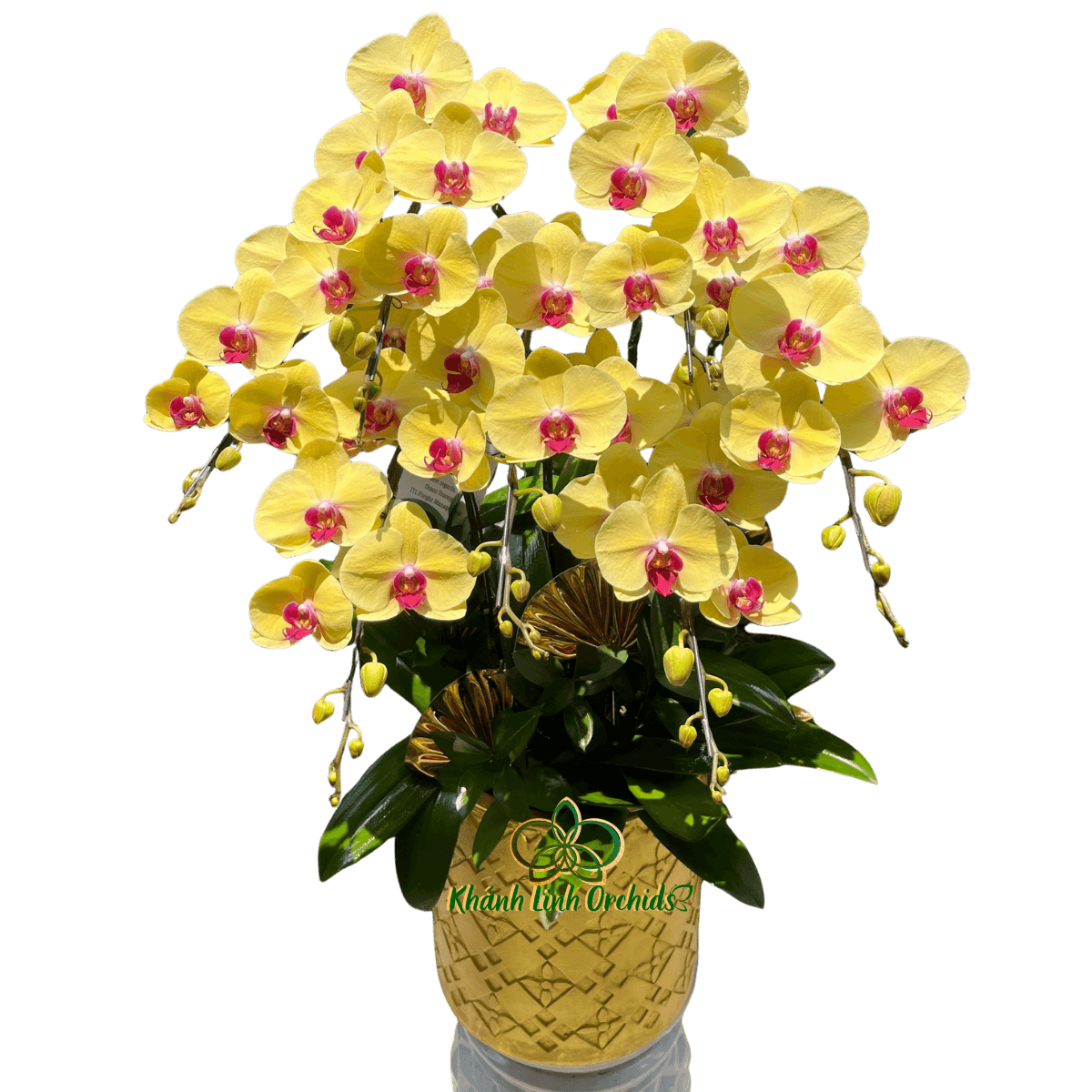 Lan Hồ Điệp Vàng 7 Cành - HDV114