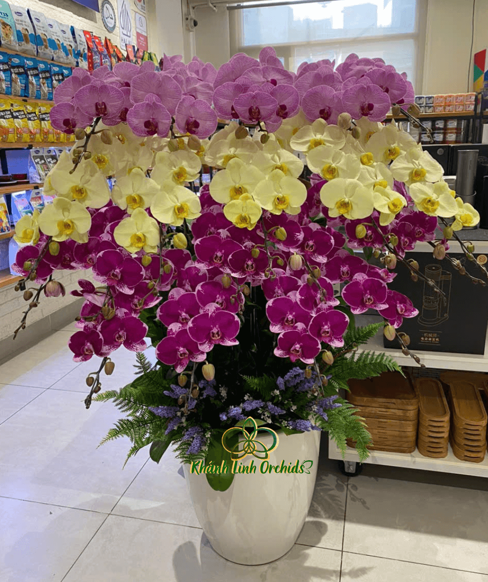 Lan Hồ Điệp Phối 3 Màu 20 Cành - DS074
