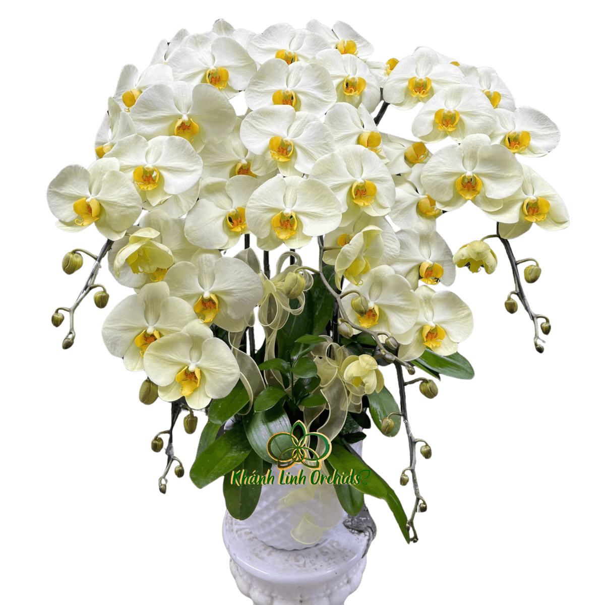 Lan Hồ Điệp Xanh Bơ 5 Cành - HDX030