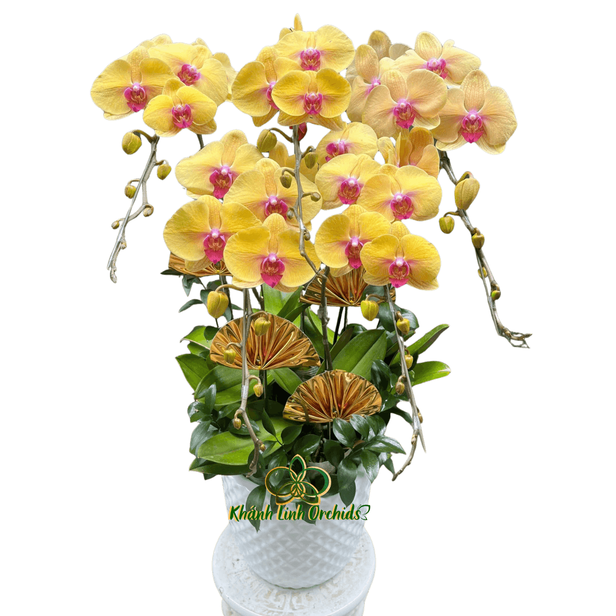 Lan Hồ Điệp Vàng Nghệ 5 Cành - HDV108