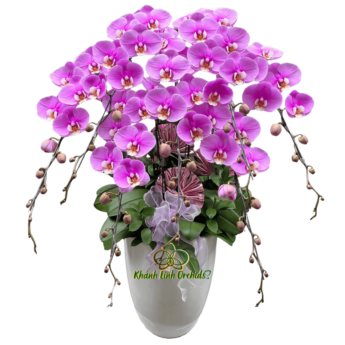 Lan Hồ Điệp Hồng Anna 7 Cành - HDH080