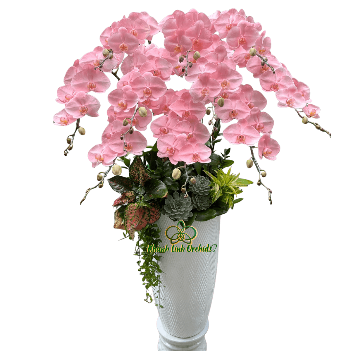 Lan Hồ Điệp Phun Hồng Pastel 10 Cành - VIP025