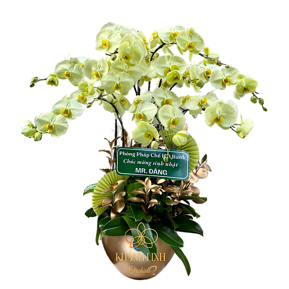 Lan Hồ Điệp Xanh Bơ 9 Cành - HDX001 - Ngọt Ngào