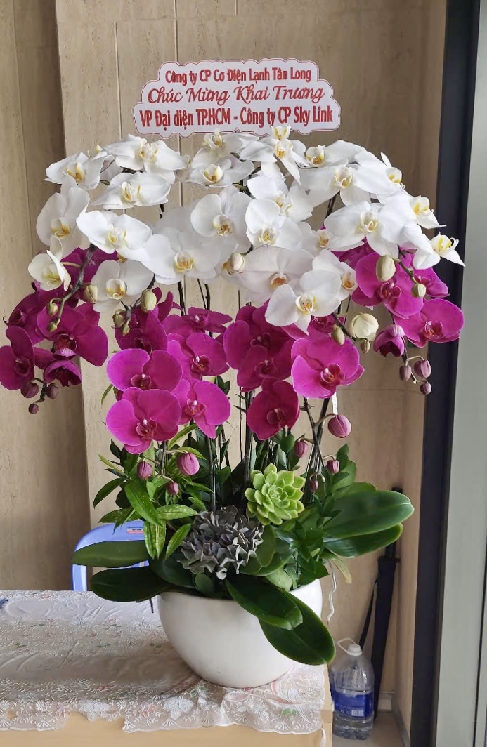 Lan Hồ Điệp Phối Màu 9 Cành - DS034