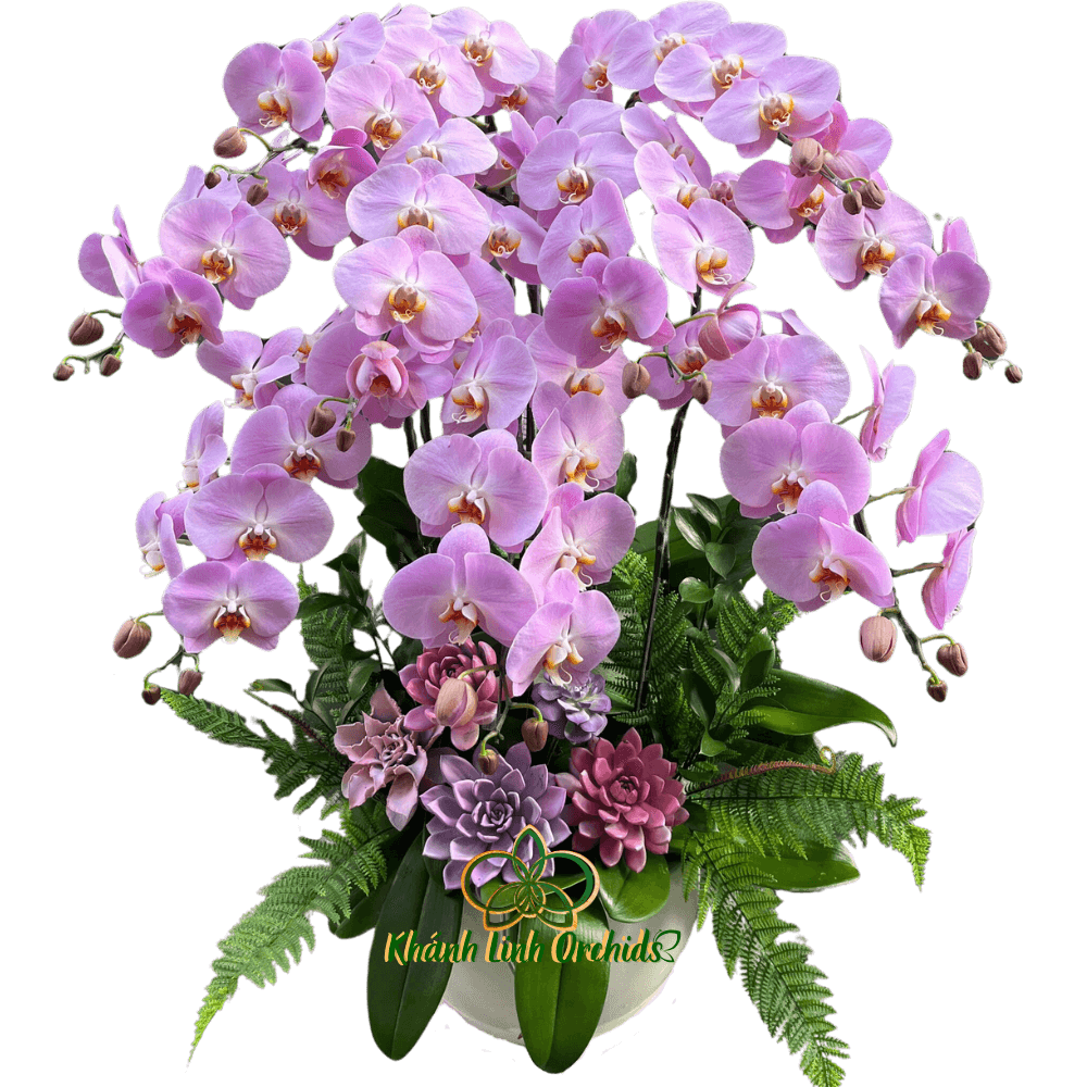 Lan Hồ Điệp Hồng Phấn Ngọt Ngào 9 Cành - HDH034