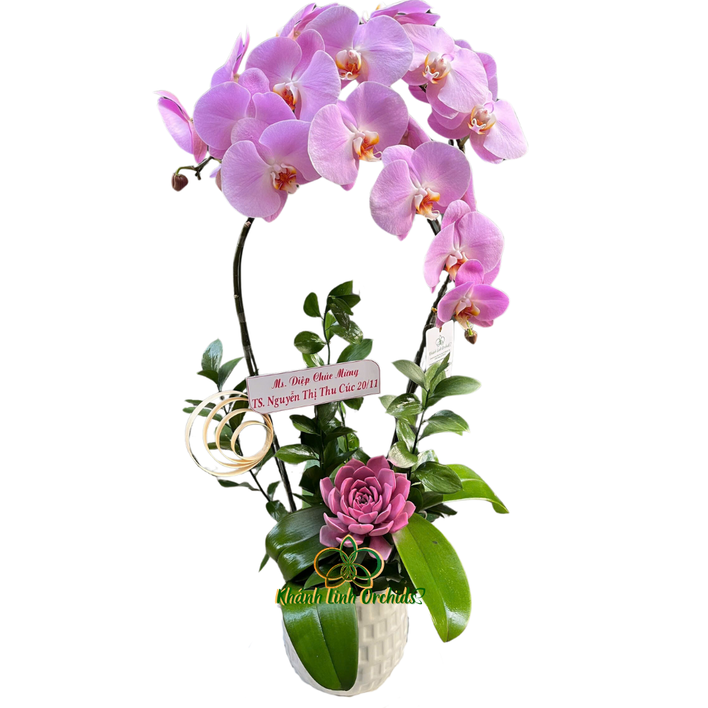 Lan Hồ Điệp Hồng Phấn 2 Cành - HDH035