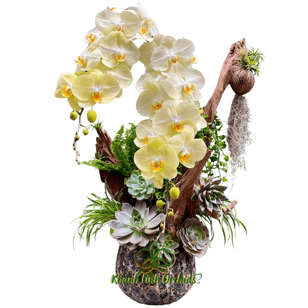 Chậu LHĐ Xanh Bơ VIP Tiểu Cảnh - Phong Thái Ngọc Ngà - HDX007