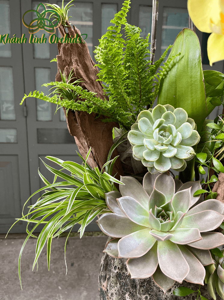 Chậu LHĐ Xanh Bơ VIP Tiểu Cảnh - Phong Thái Ngọc Ngà - HDX007