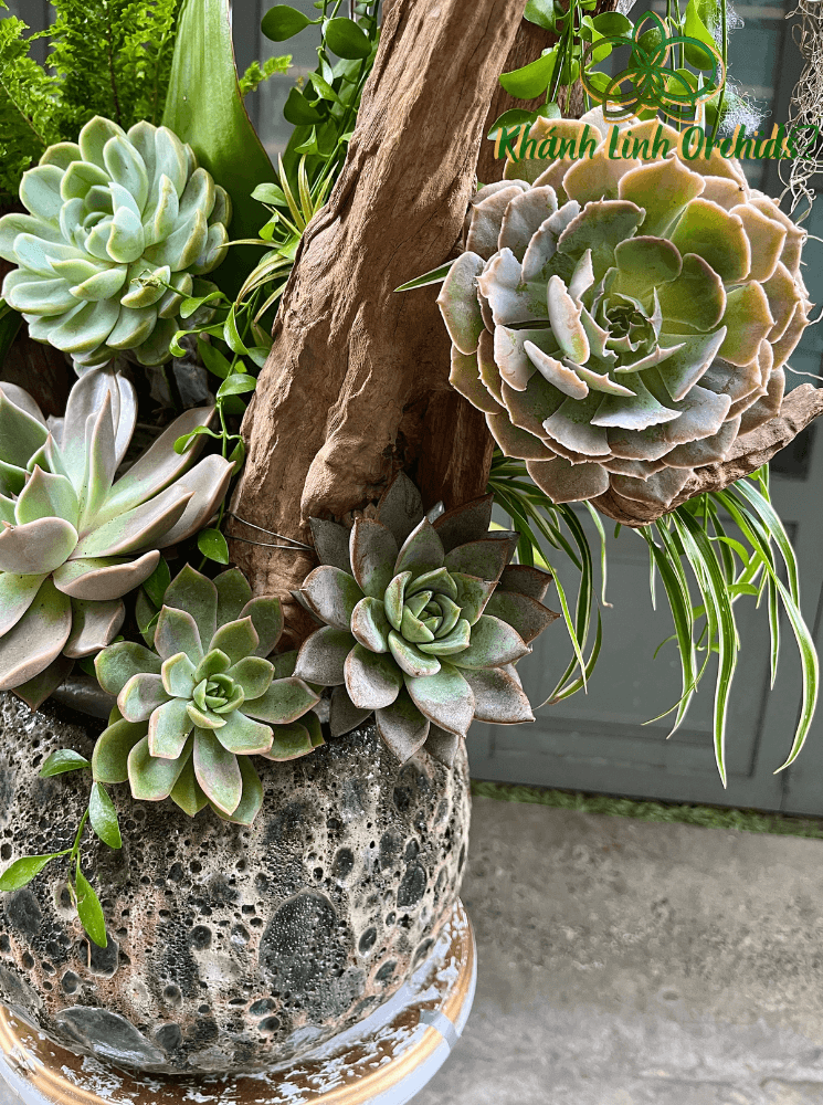 Chậu LHĐ Xanh Bơ VIP Tiểu Cảnh - Phong Thái Ngọc Ngà - HDX007