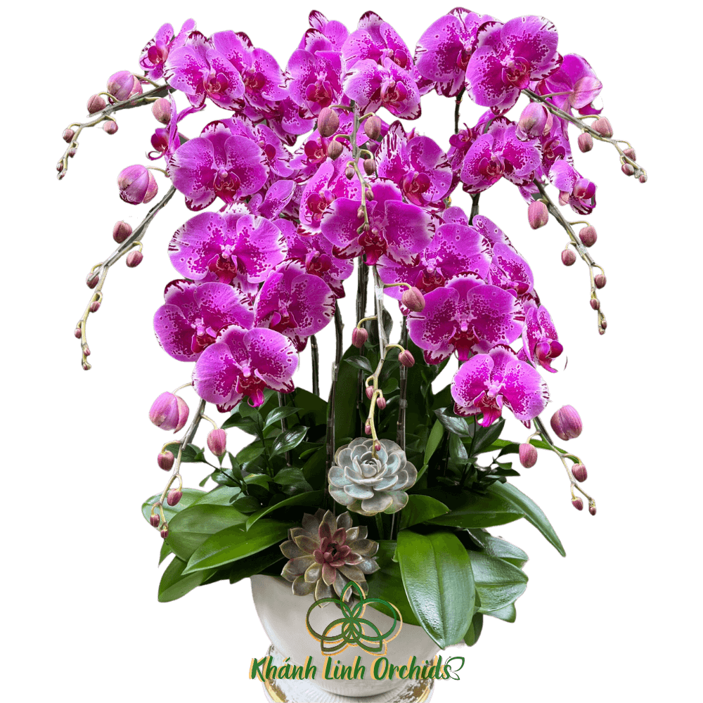 Lan Hồ Điệp Tím Đột Biến 8 Cành - Sắc Xuân - DB16