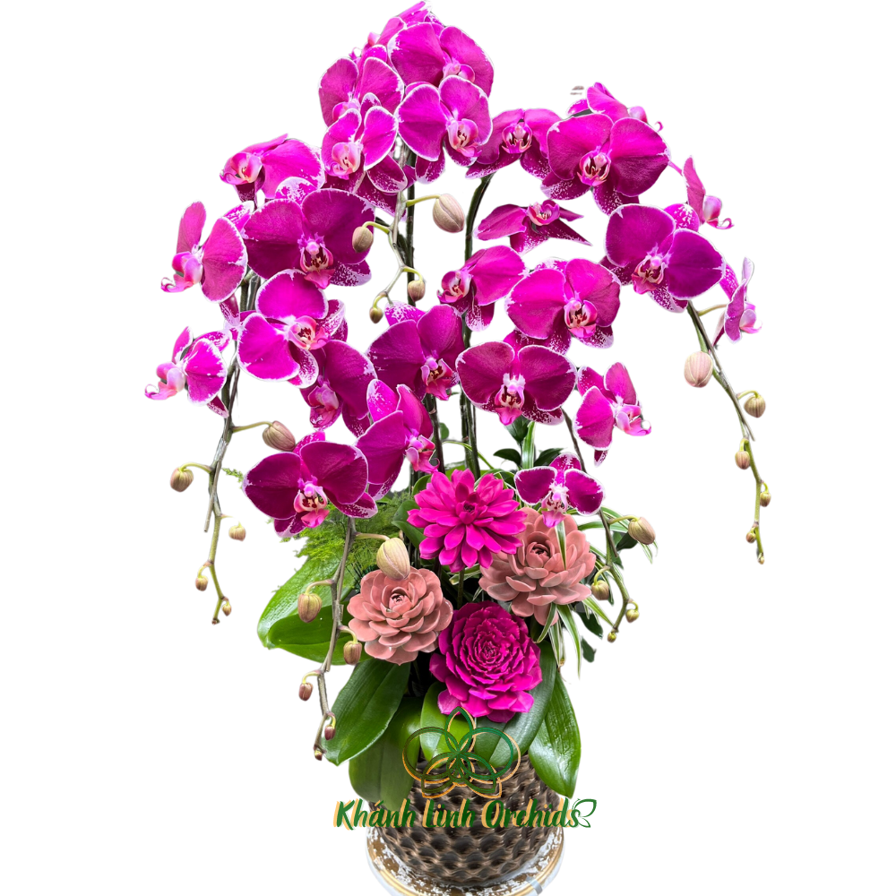 Lan Hồ Điệp Tím Đột Biến Thác Đổ - Tấn Tài Tấn Lộc - DB17