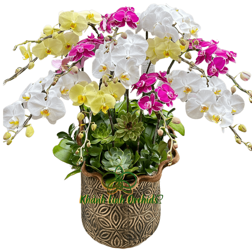 Chậu LHĐ Tam Sắc 12 Cành - Mãn Đường Hỉ Khí