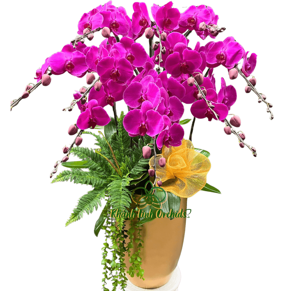 Lan Hồ Điệp Tím Đậm 10 Cành - Tím Ngọc Hoàng Gia - HDT018