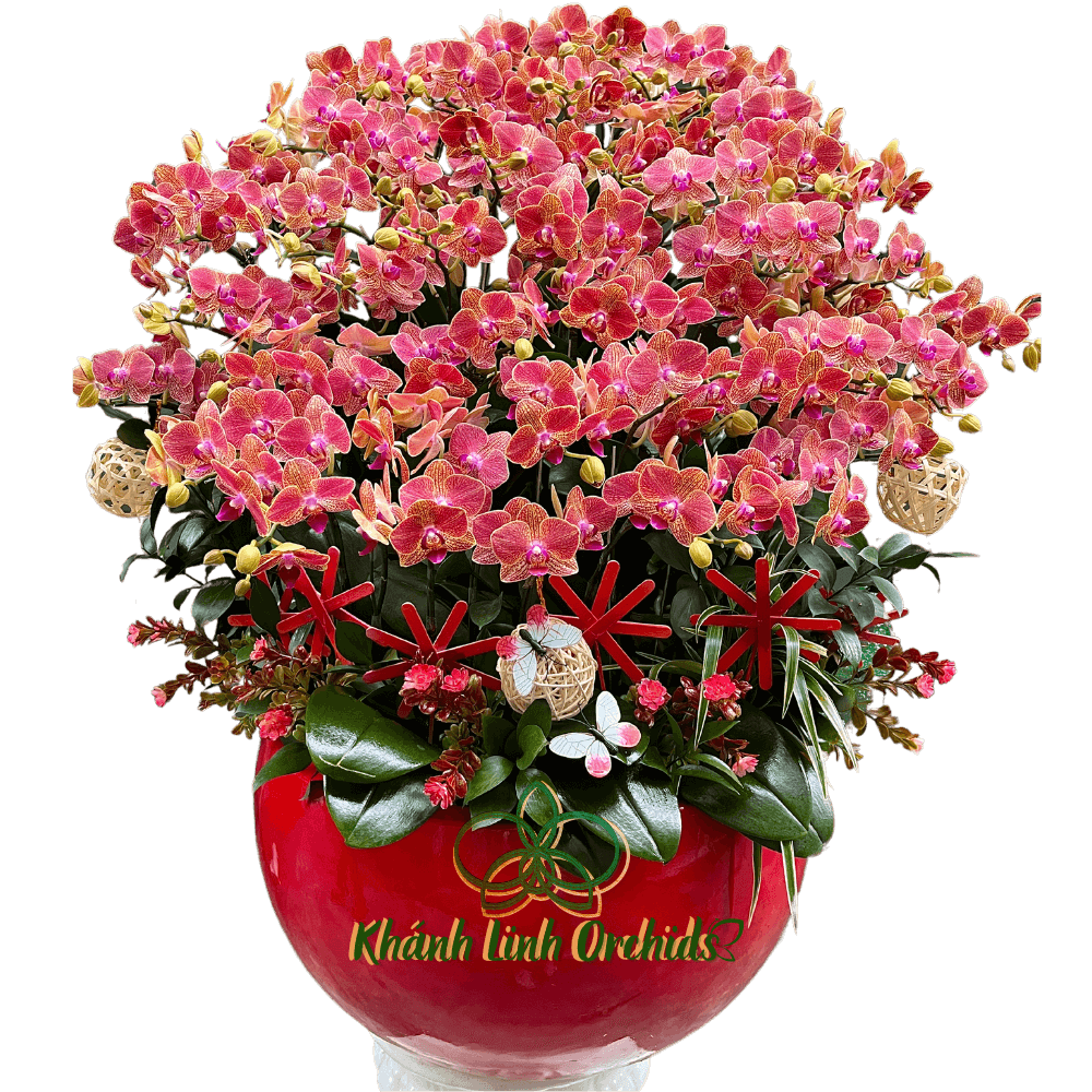 Lan Hồ Điệp Mini Cam 20 Gốc - Cam Sắc Vũ Khúc