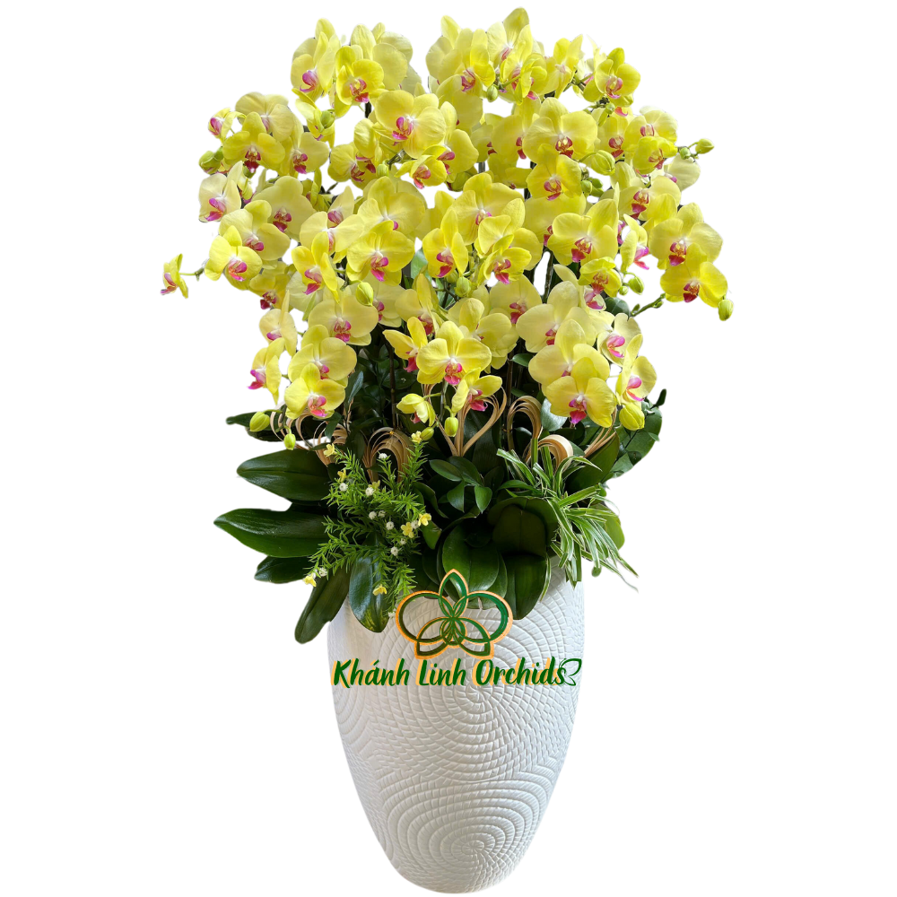 Lan Hồ Điệp Vàng Chanh 15 Cành - HDV063