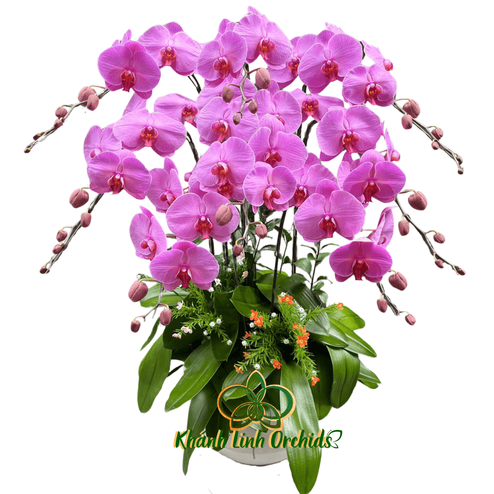 Lan Hồ Điệp Tím Ruốc 8 Cành - HDT024