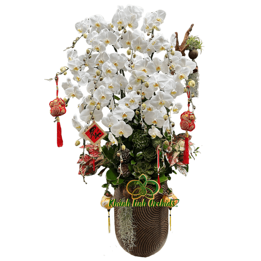 Lan Hồ Điệp Trắng Thác Đổ 17 Cành - HDW032