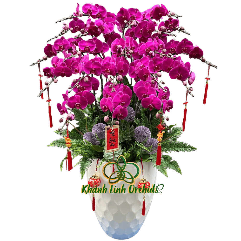 Lan Hồ Điệp Tím Đỏ Ớt 20 Cành - HDT026