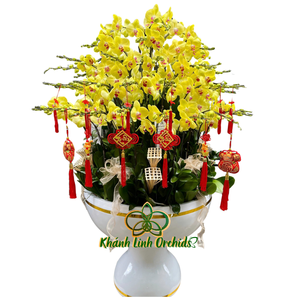 Lan Hồ Điệp Vàng Chanh 61 Cành - HDV070