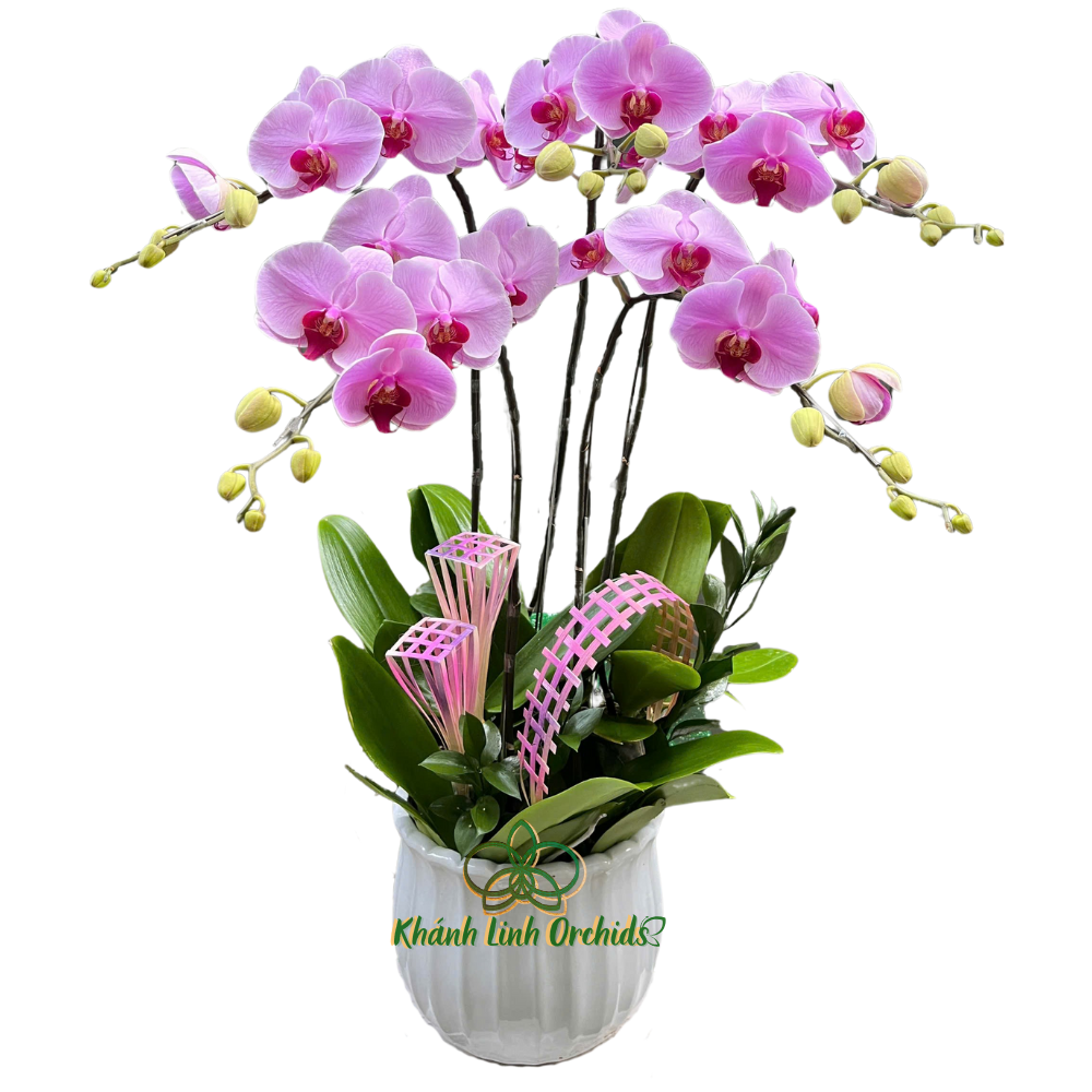 Lan Hồ Điệp Hồng Phấn 5 Cành - HDH048