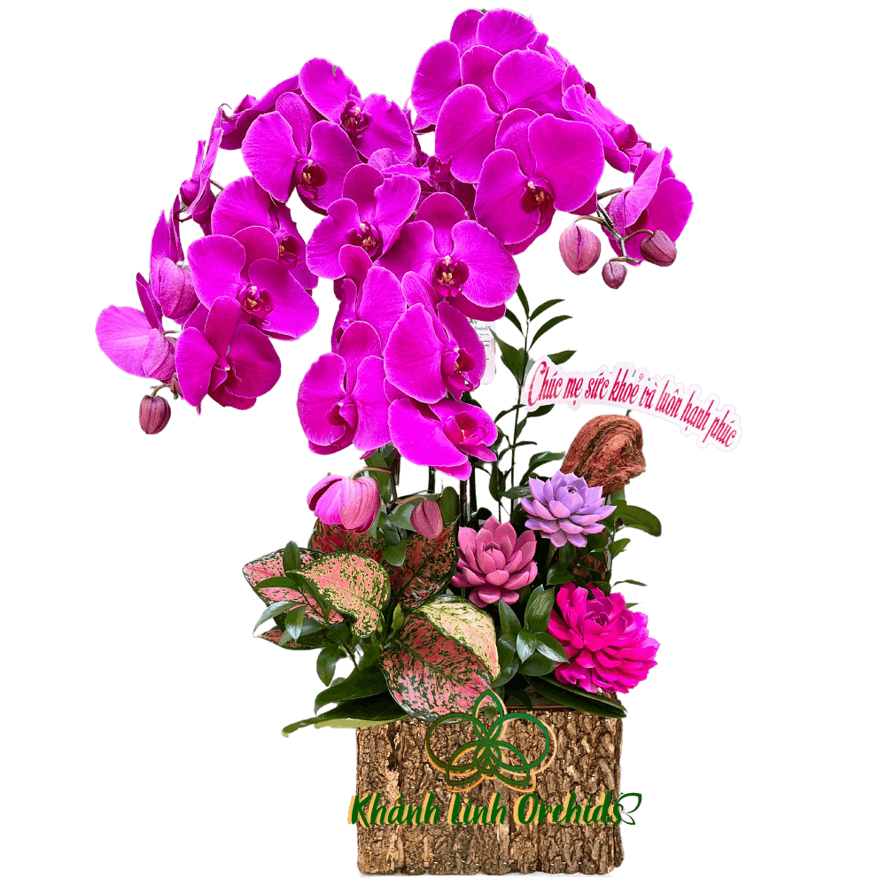 Hộp Gỗ Lan Hồ Điệp Tím Đậm 3 Cành - Huyền Tím Cao Quý - HDT016