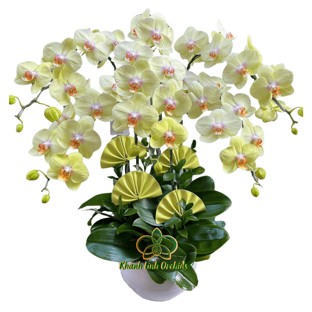 Lan Hồ Điệp Xanh Bơ 5 Cành - HDX011