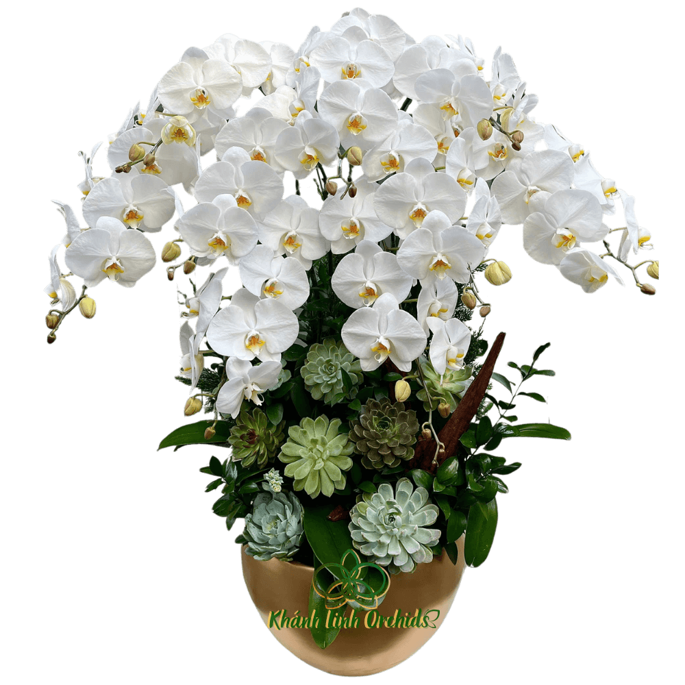 Lan Hồ Điệp Trắng 10 Cành - HDW038