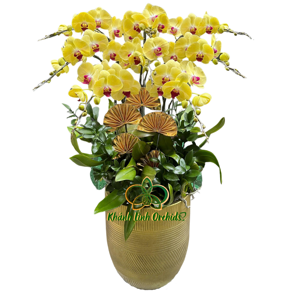 Lan Hồ Điệp Vàng 8 Cành - HDV059