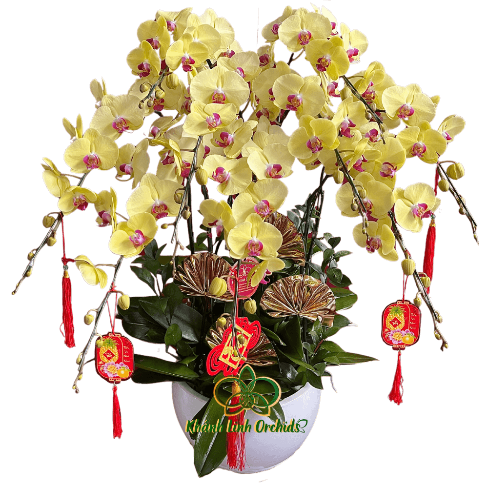 Lan Hồ Điệp Vàng Tươi 9 Cành - HDV076