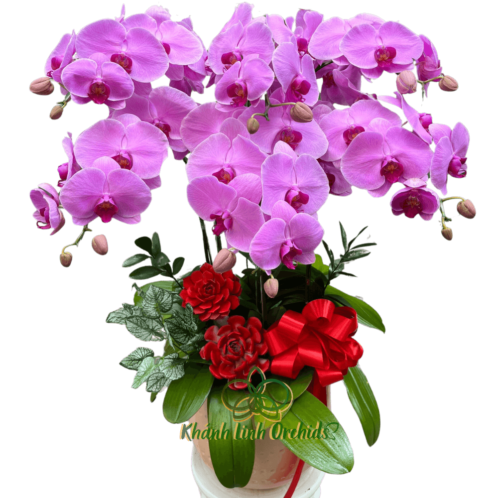 Lan Hồ Điệp Hồng Phấn 6 Cành - Ngọc Hồng Kiêu Sa - HDH030