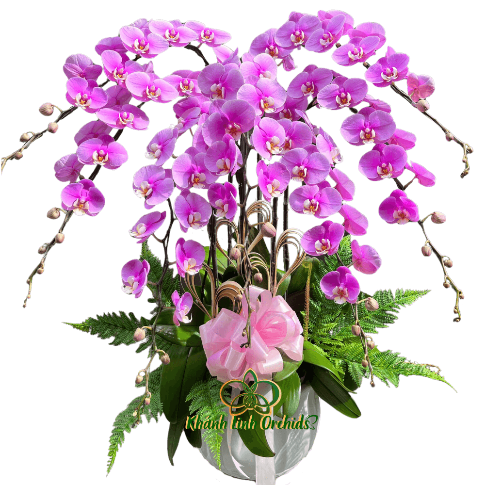 Lan Hồ Điệp Hồng Anna 7 Cành - HDH037