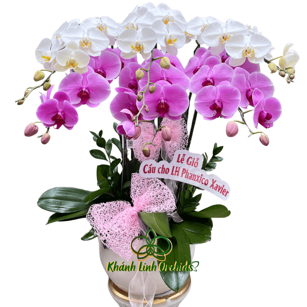 Lan Hồ Điệp Phối Màu Nhị Sắc 6 Cành - Bạch Hồng Tinh Khôi