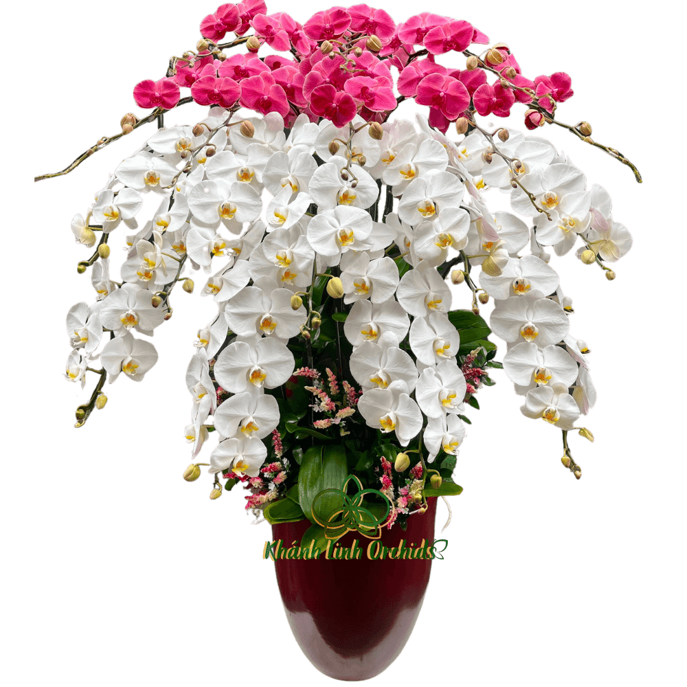 Lan Hồ Điệp Phối Màu Trắng Và Cam 17 Cành - Rực Rỡ Giao Mùa
