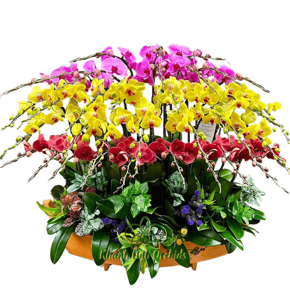 Thuyền Lan Hồ Điệp 35 Cành - Vĩnh Kết Đồng Tâm - THD02