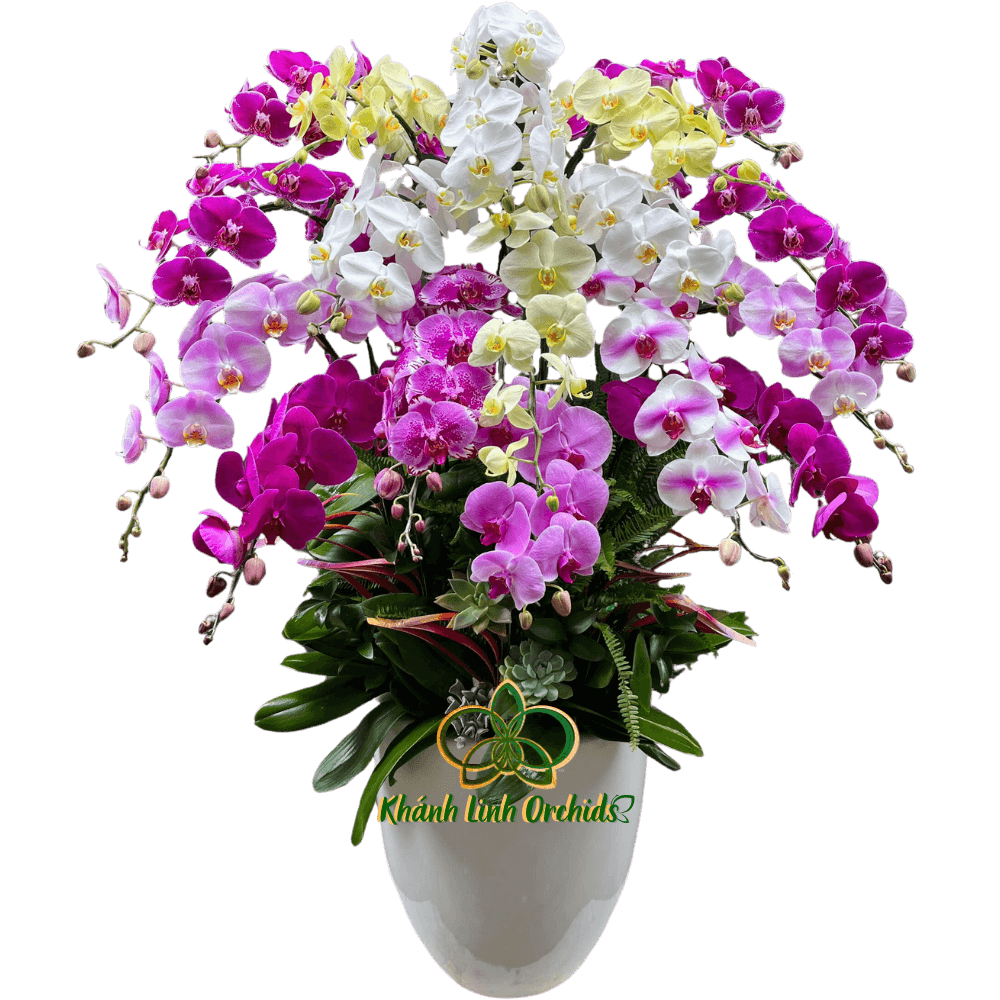 Lan Hồ Điệp Phối Màu Ngẫu Nhiên 18 Cành - DS01