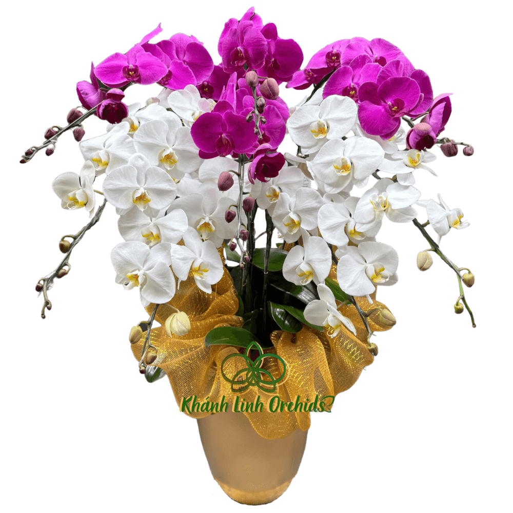 Lan Hồ Điệp Phối Màu Trắng, Tím 8 Cành - DS023