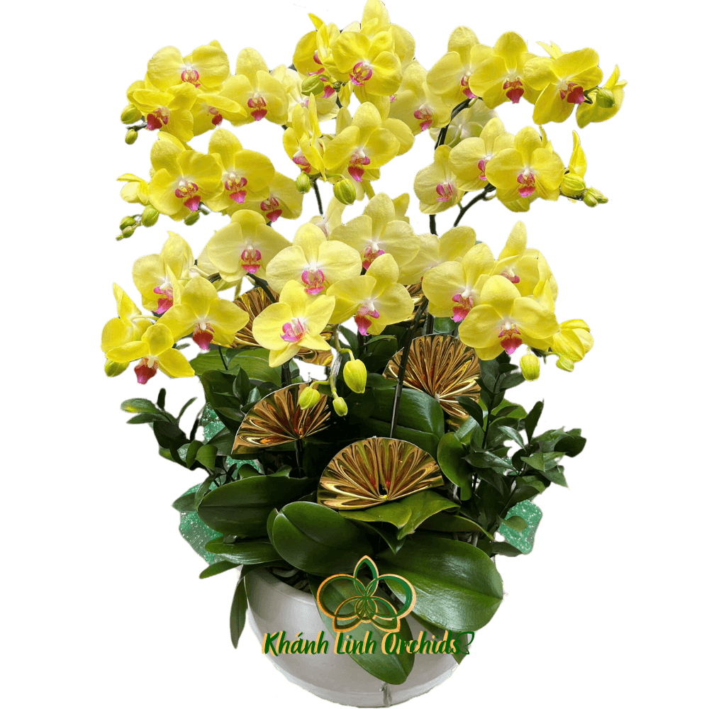 Lan Hồ Điệp Vàng Chanh 9 Cành - HDV064