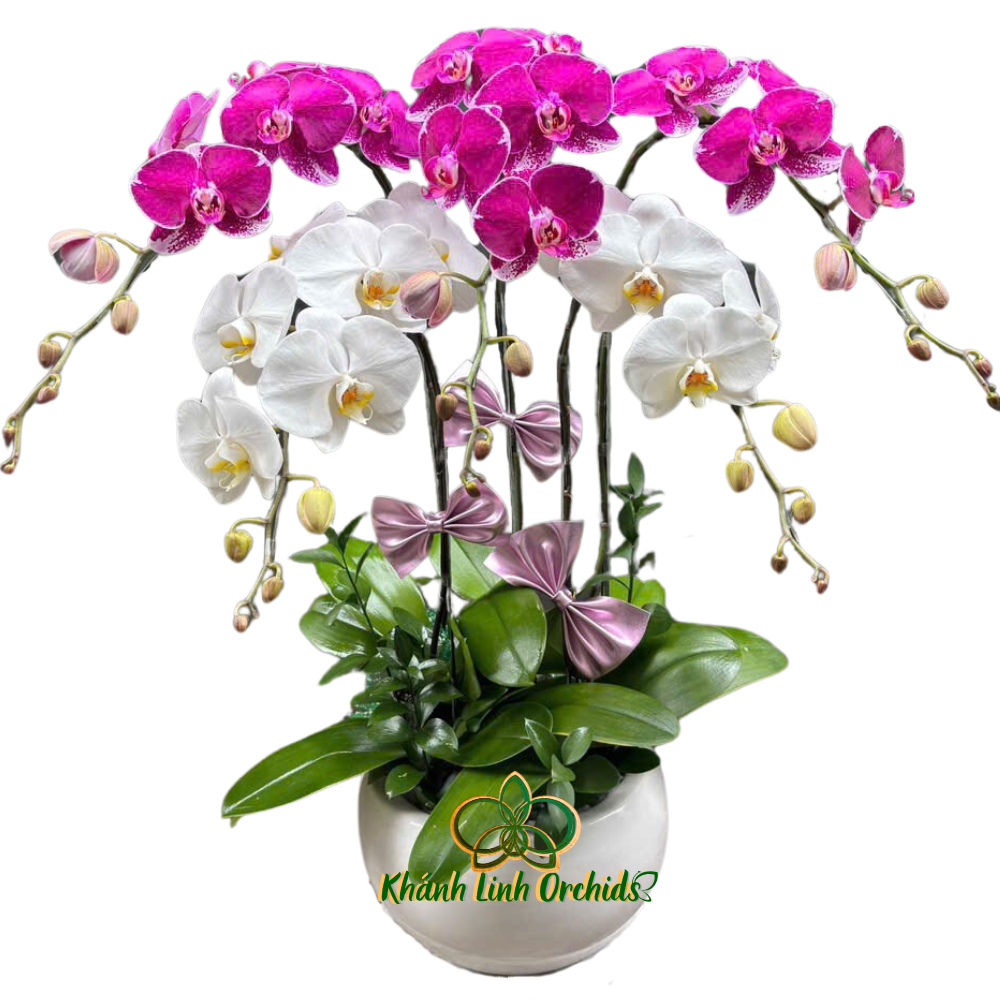 Lan Hồ Điệp Phối Màu Trắng Tím 5 Cành - DS06